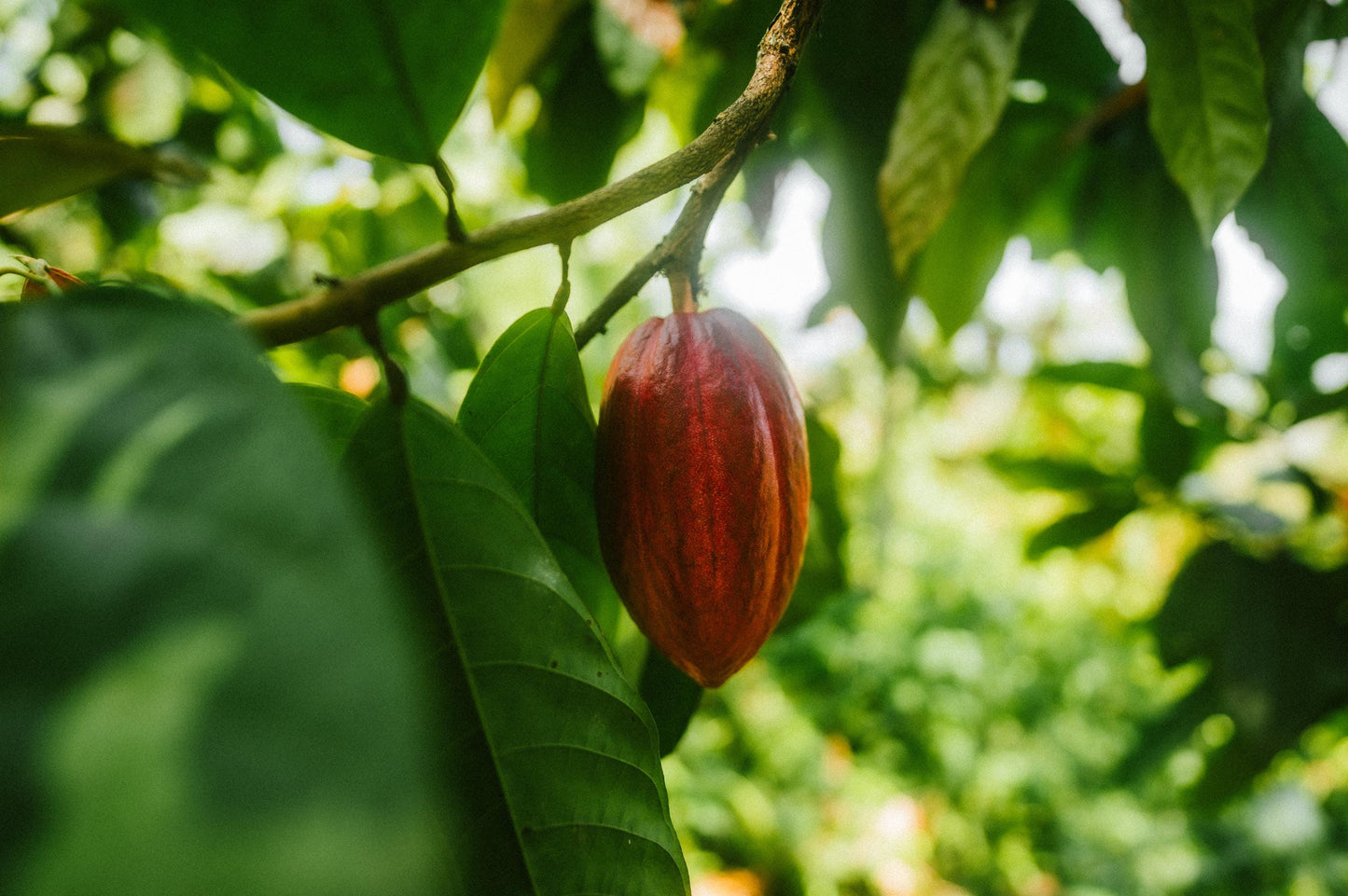 GUATEMALAN CEREMONIAL CACAO Block: Organic Theobroma Cacao - 454g
